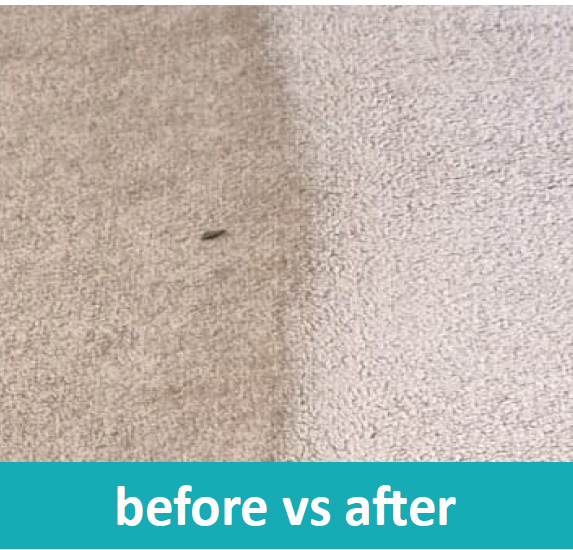 Before and after carpet